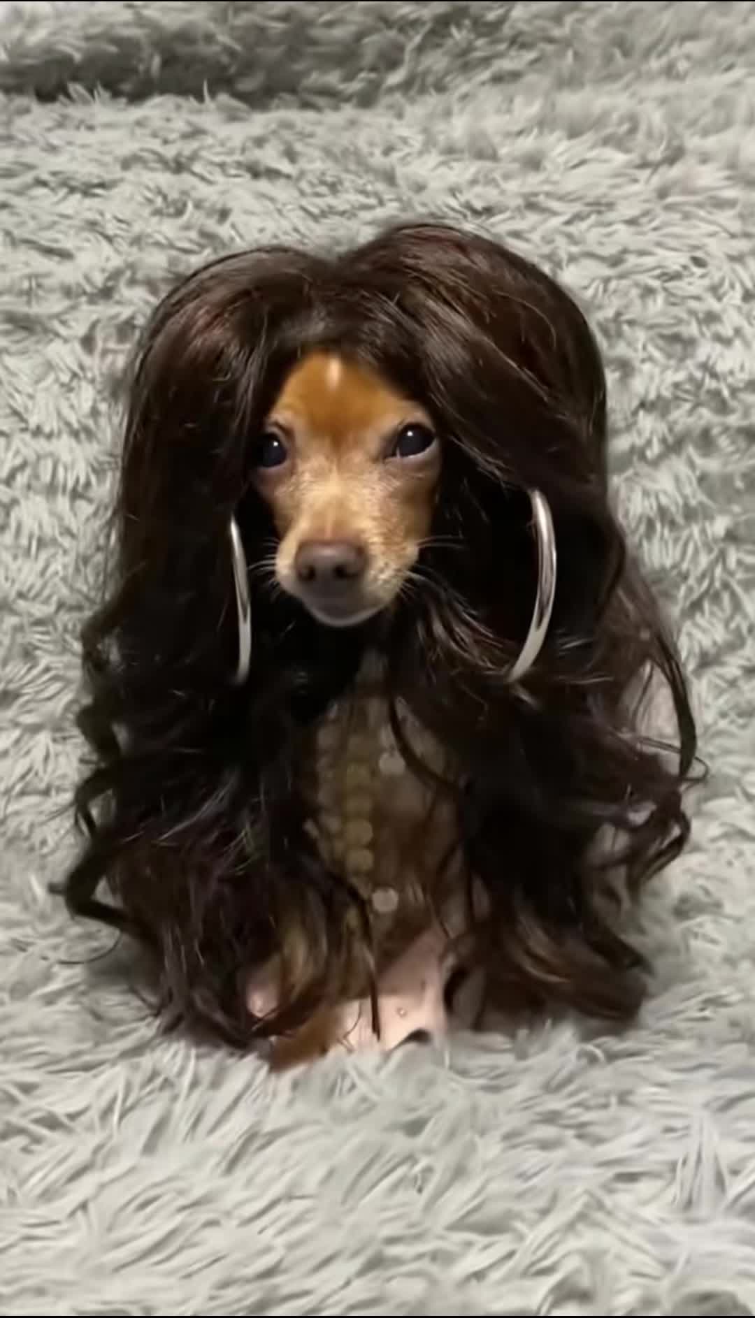 @_roxy_the_chihuahua