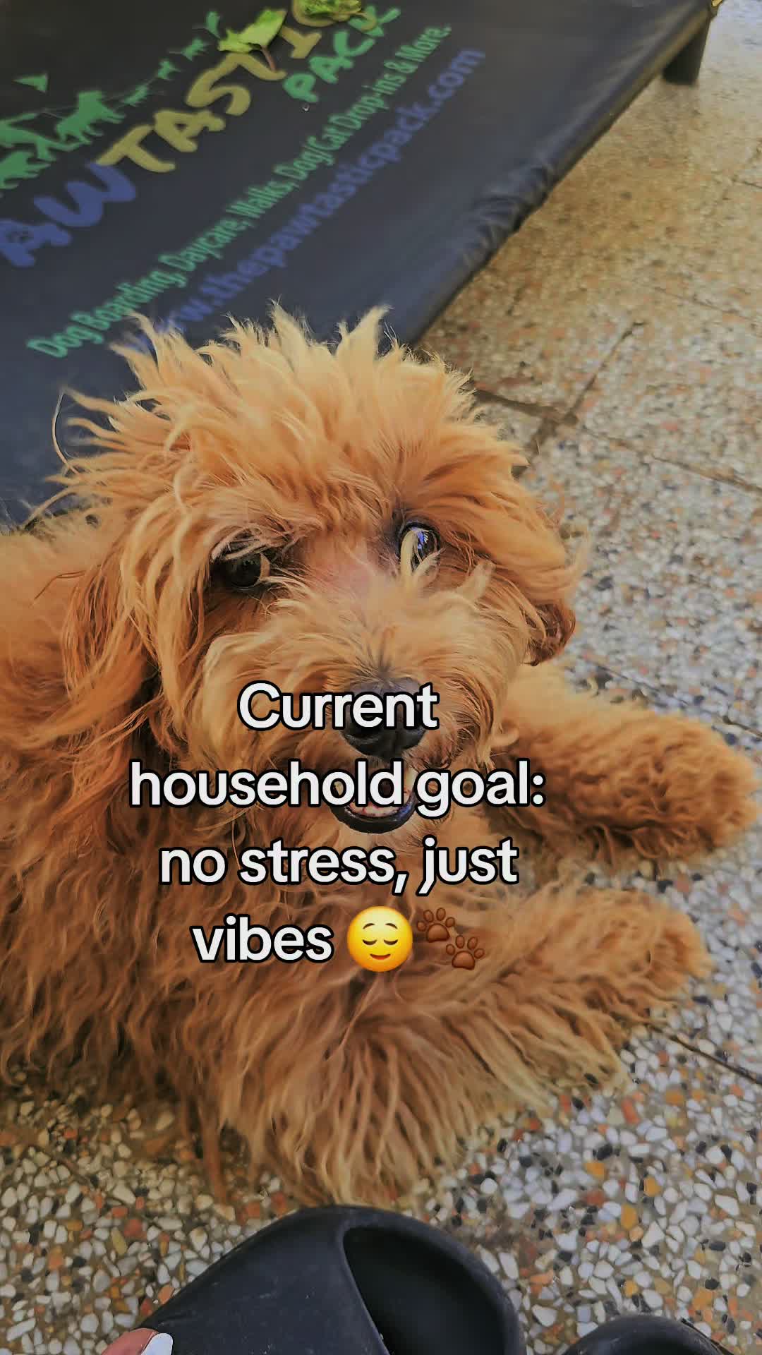 @MixedPetCollective