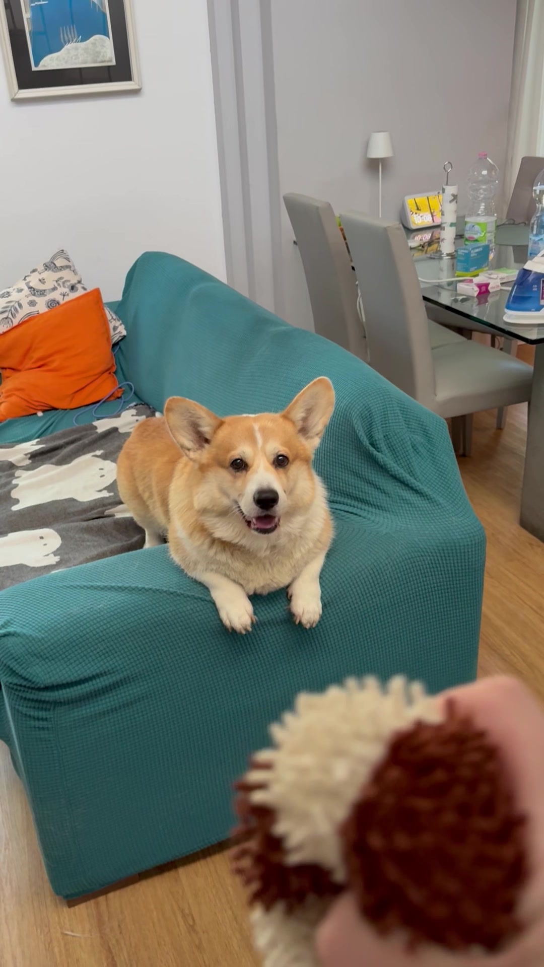 @Cheddar the Corgi