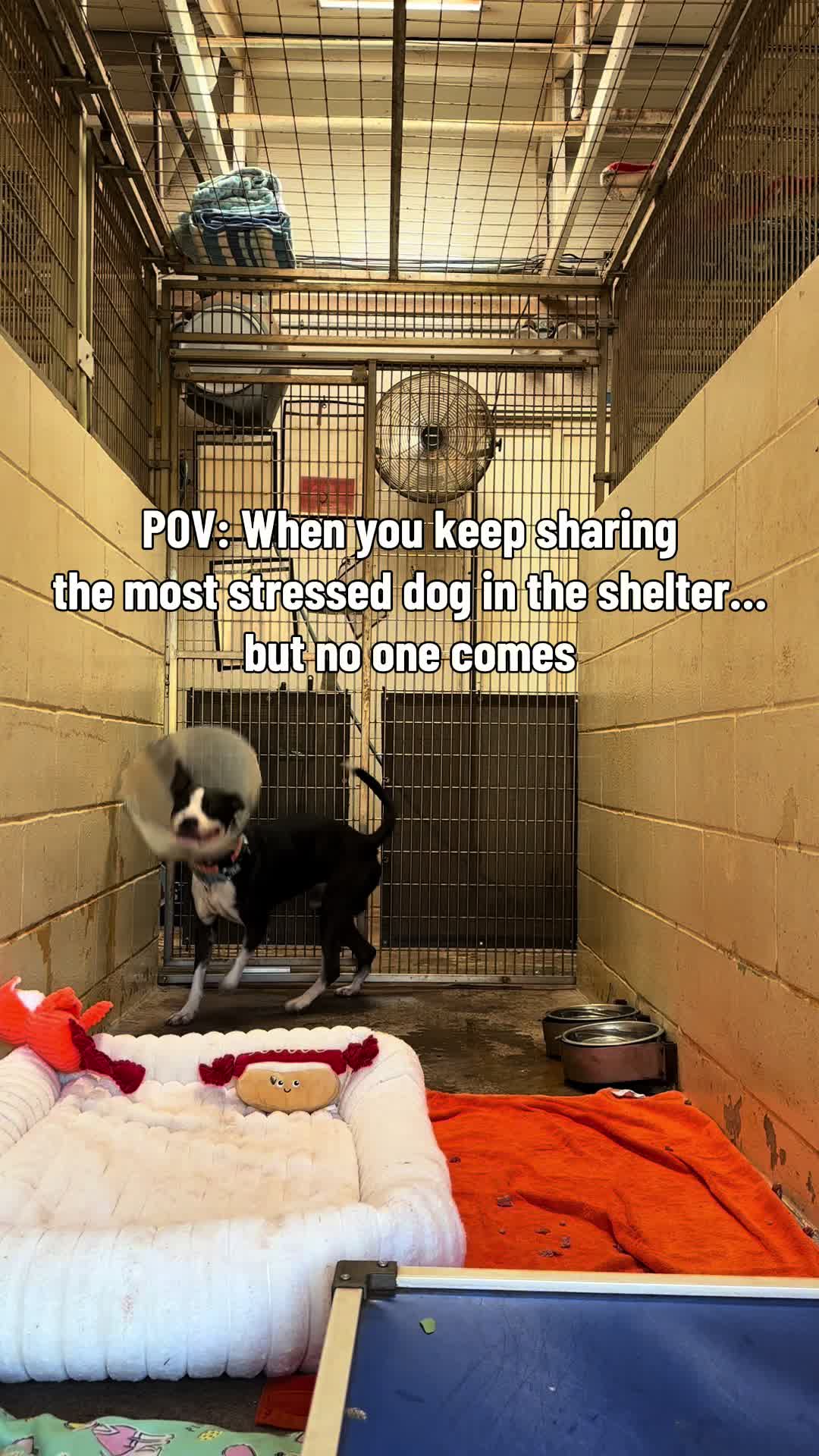 @Cassondra | Maui Shelter Dogs
