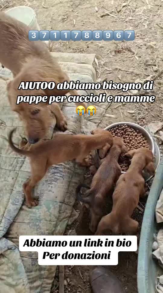 @I randagi di nessuno