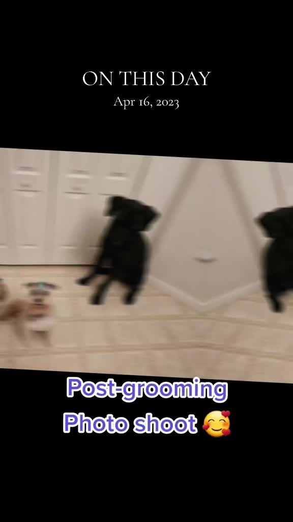 @FurMomLizz