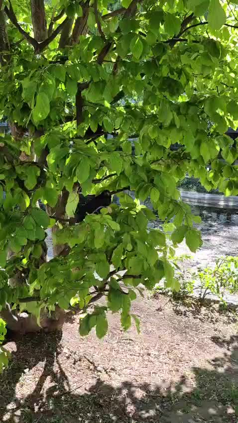 @Fl&uuml;gel & Freunde