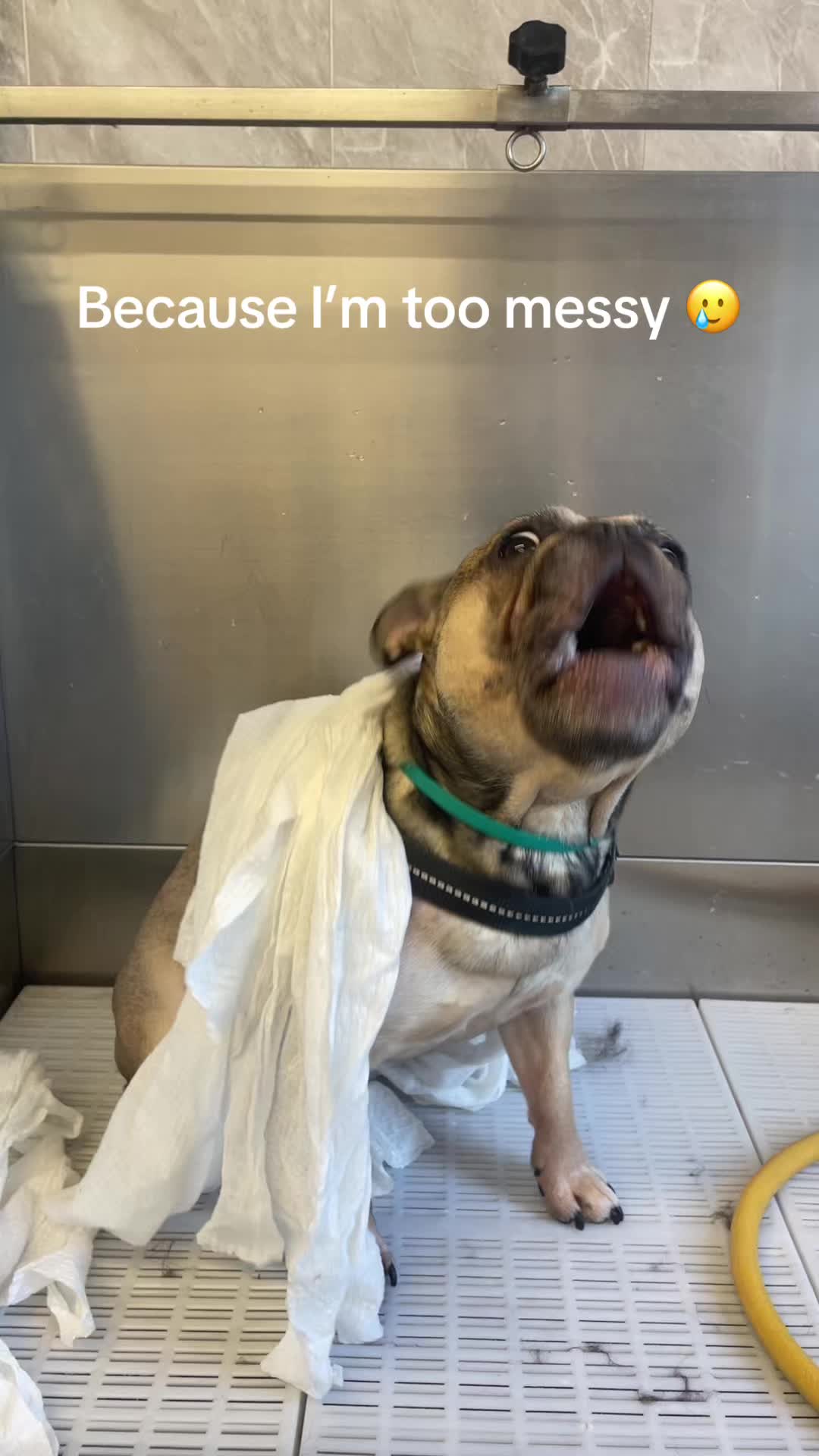 @Pet Angels