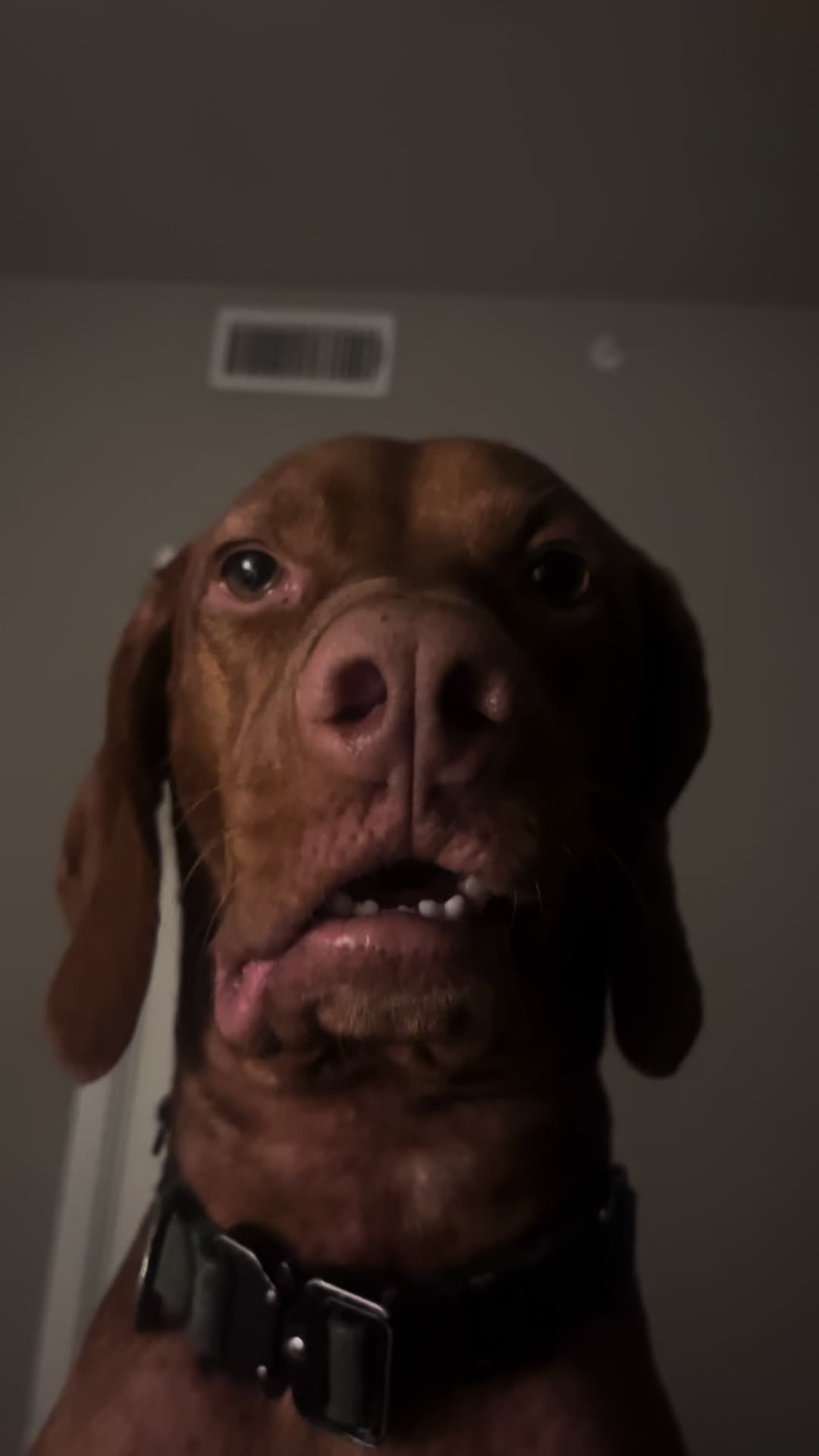 @waylonthevizsla