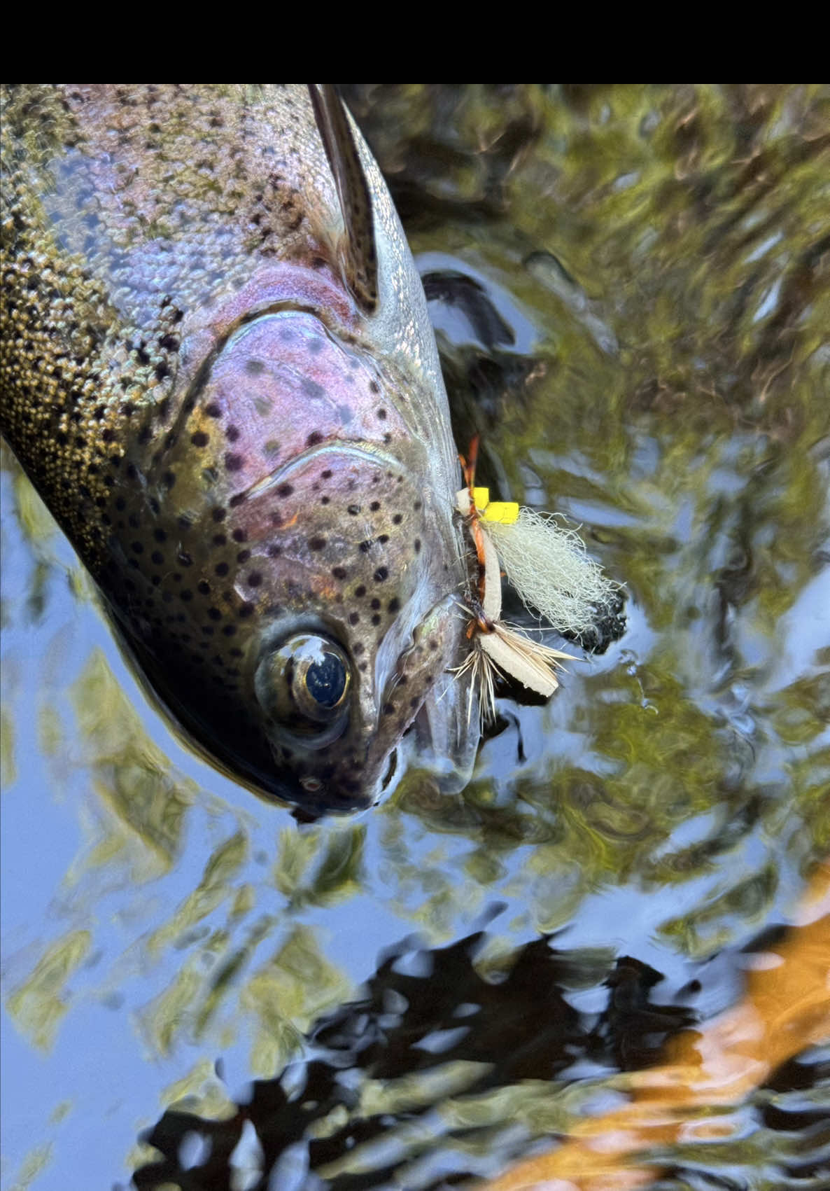 @FlyFishDelawhere