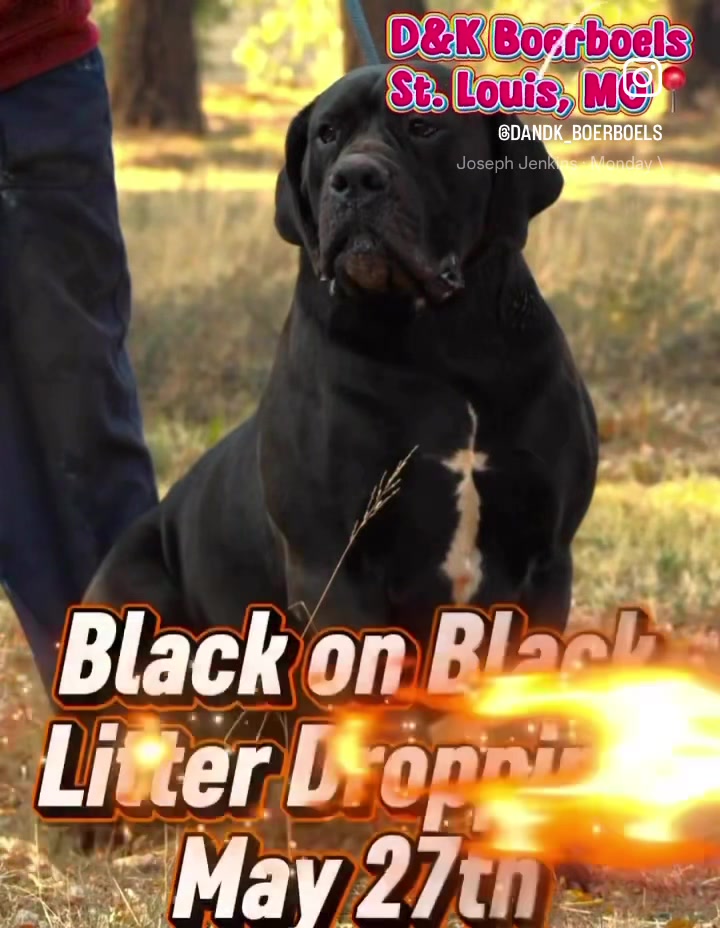 @D&K Boerboels
