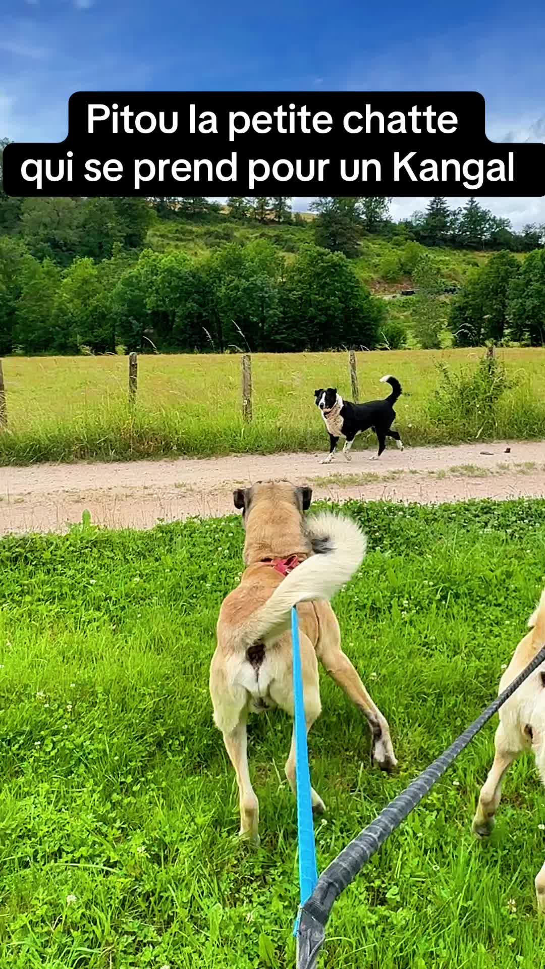 @Purekangal