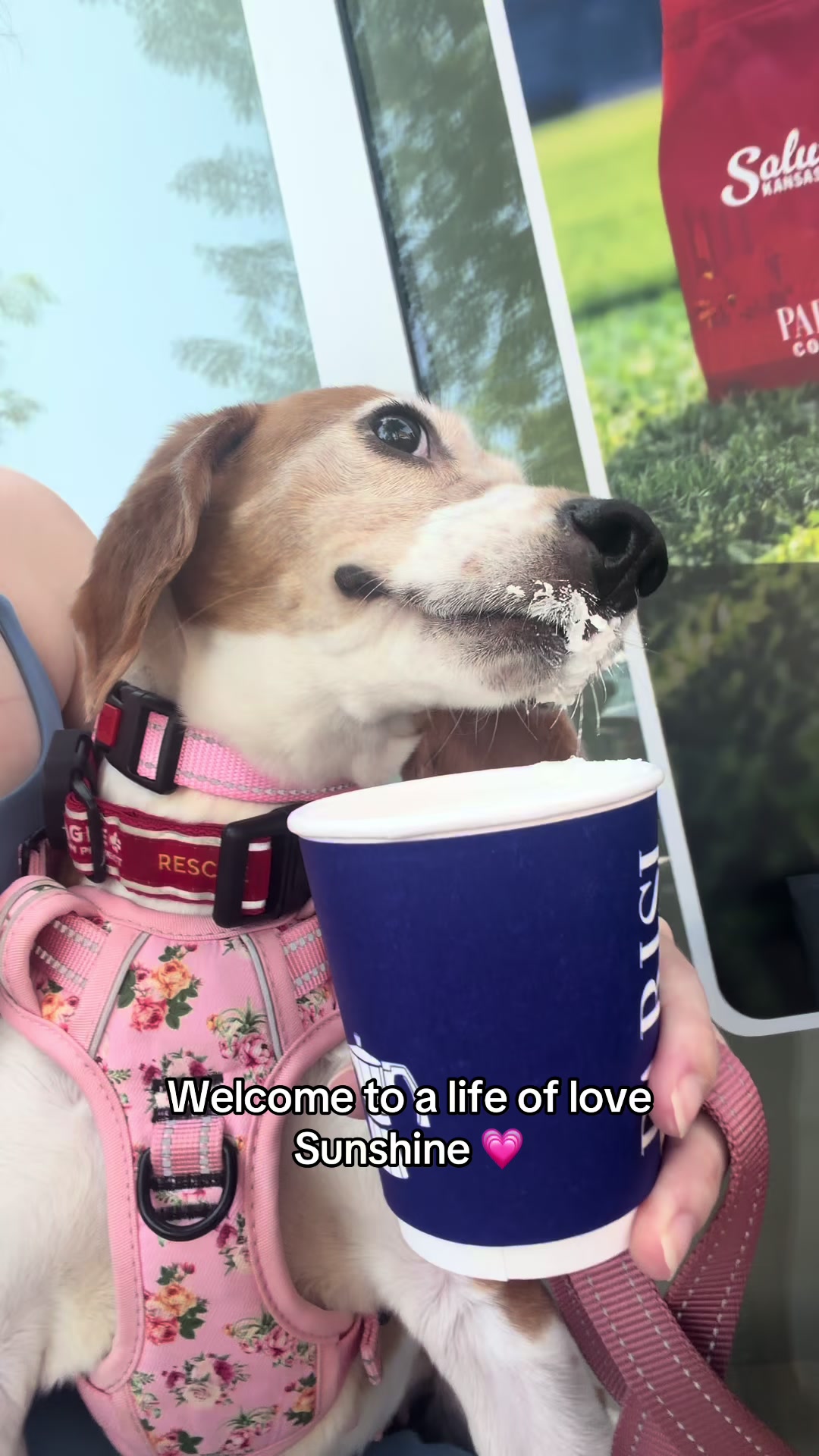 @Petal the kitty