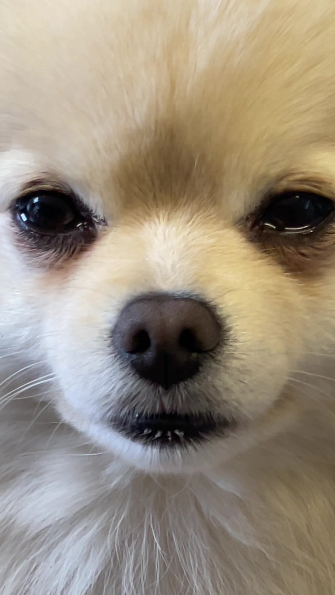 @beingmilothepom