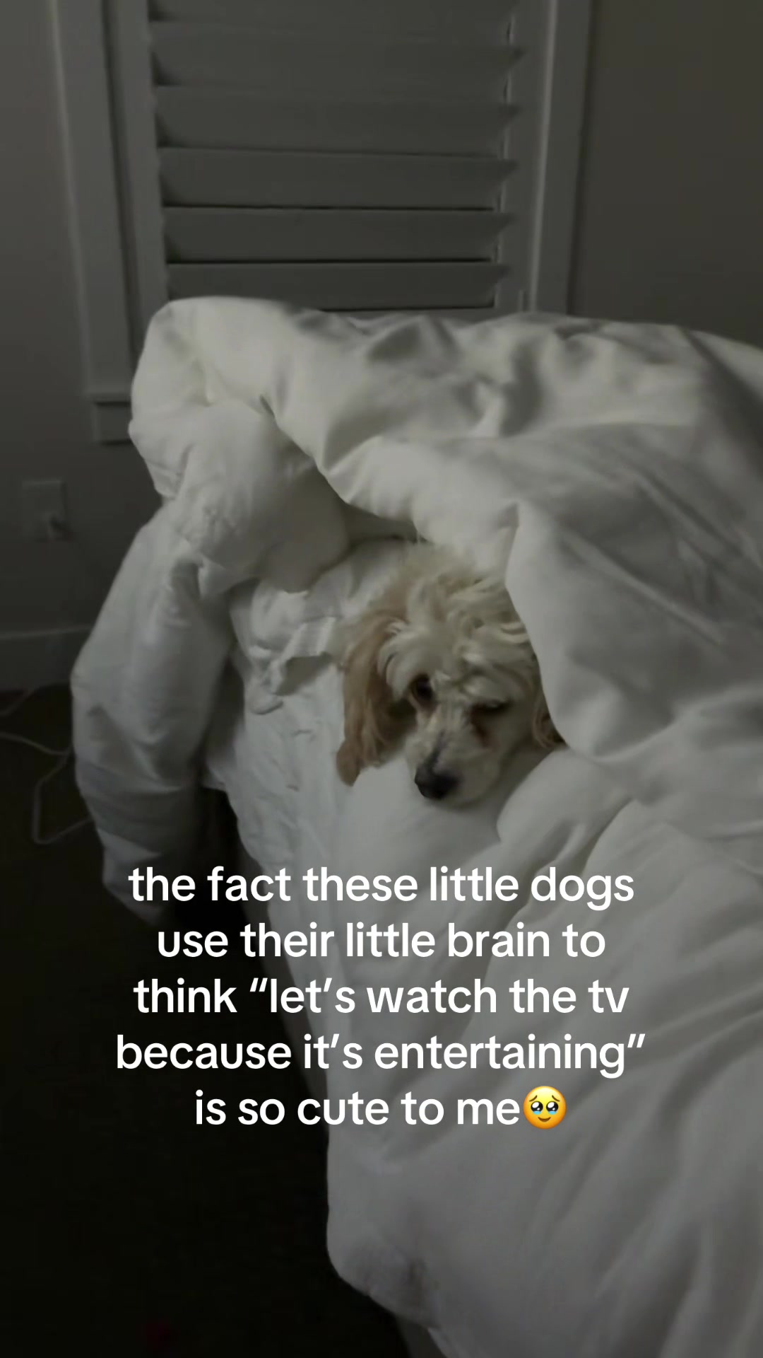 @Silly.dog.cooper