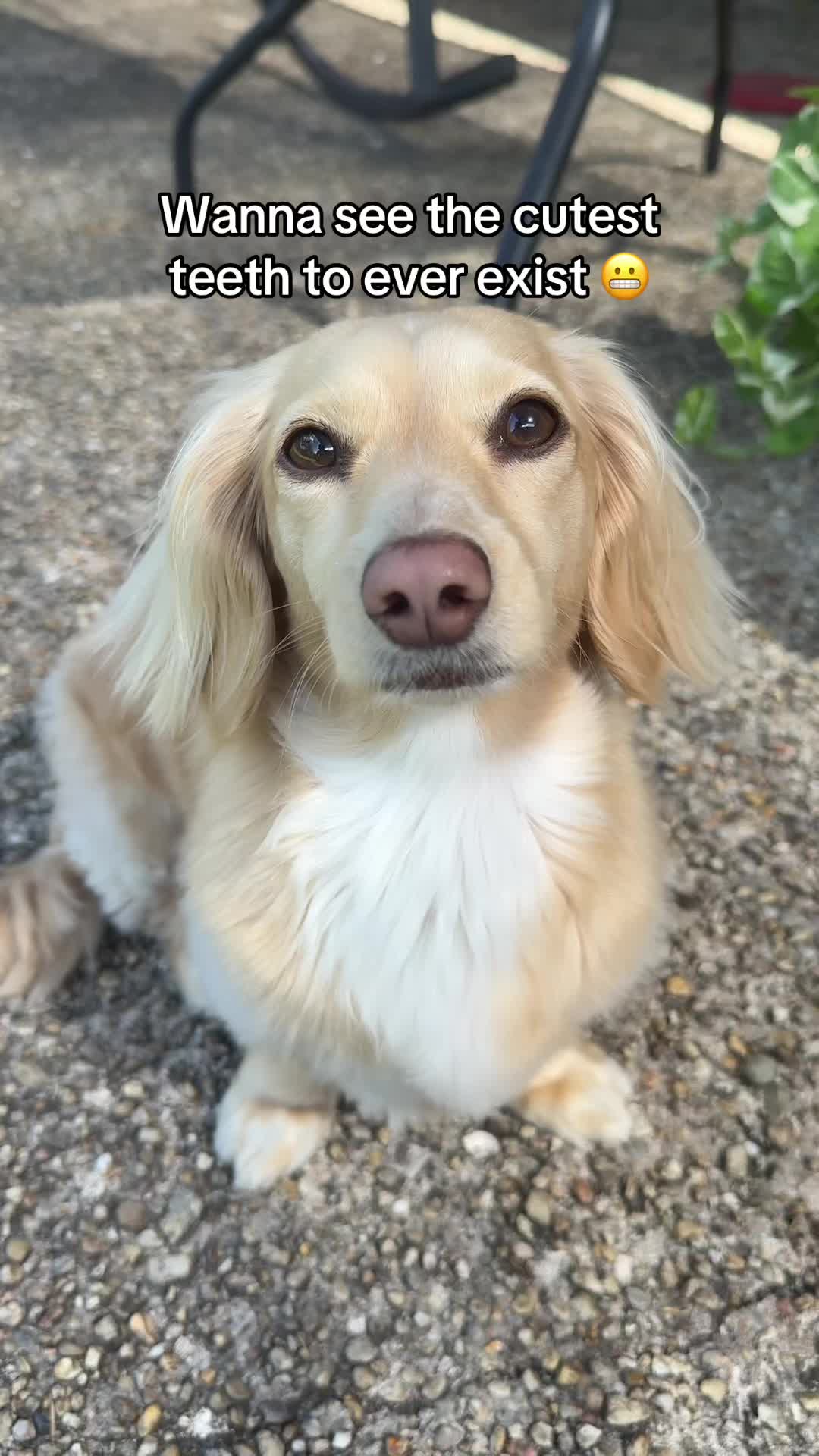 @Billiebeantheween