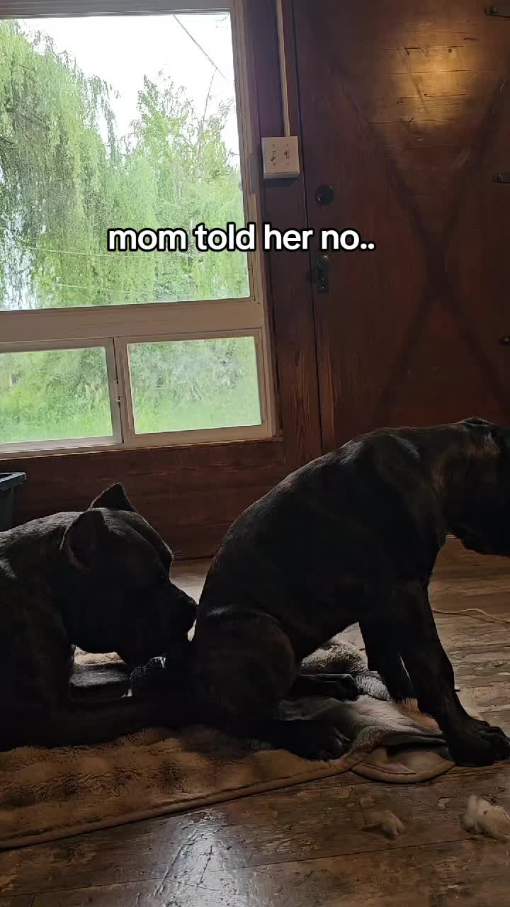 @SalmonCreekCaneCorso