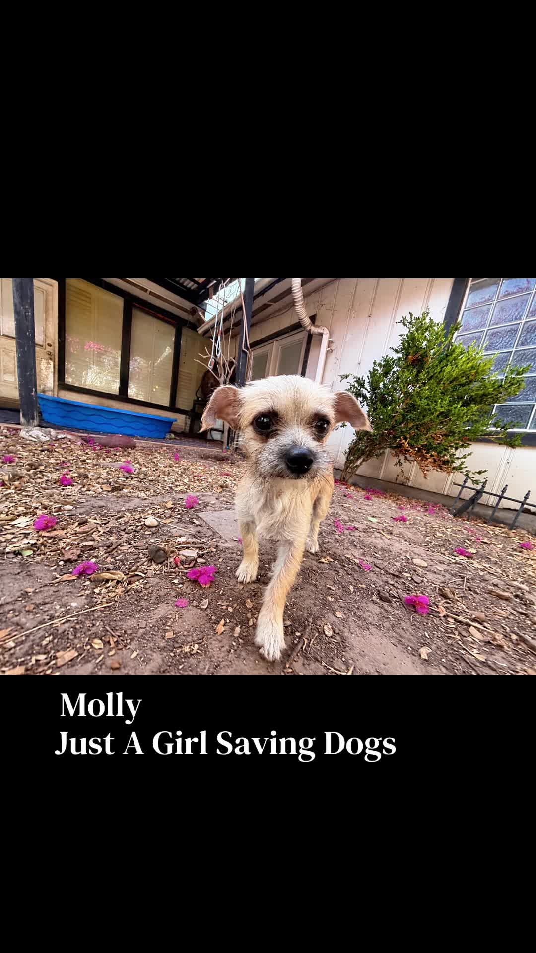 @Just A Girl Saving Dogs