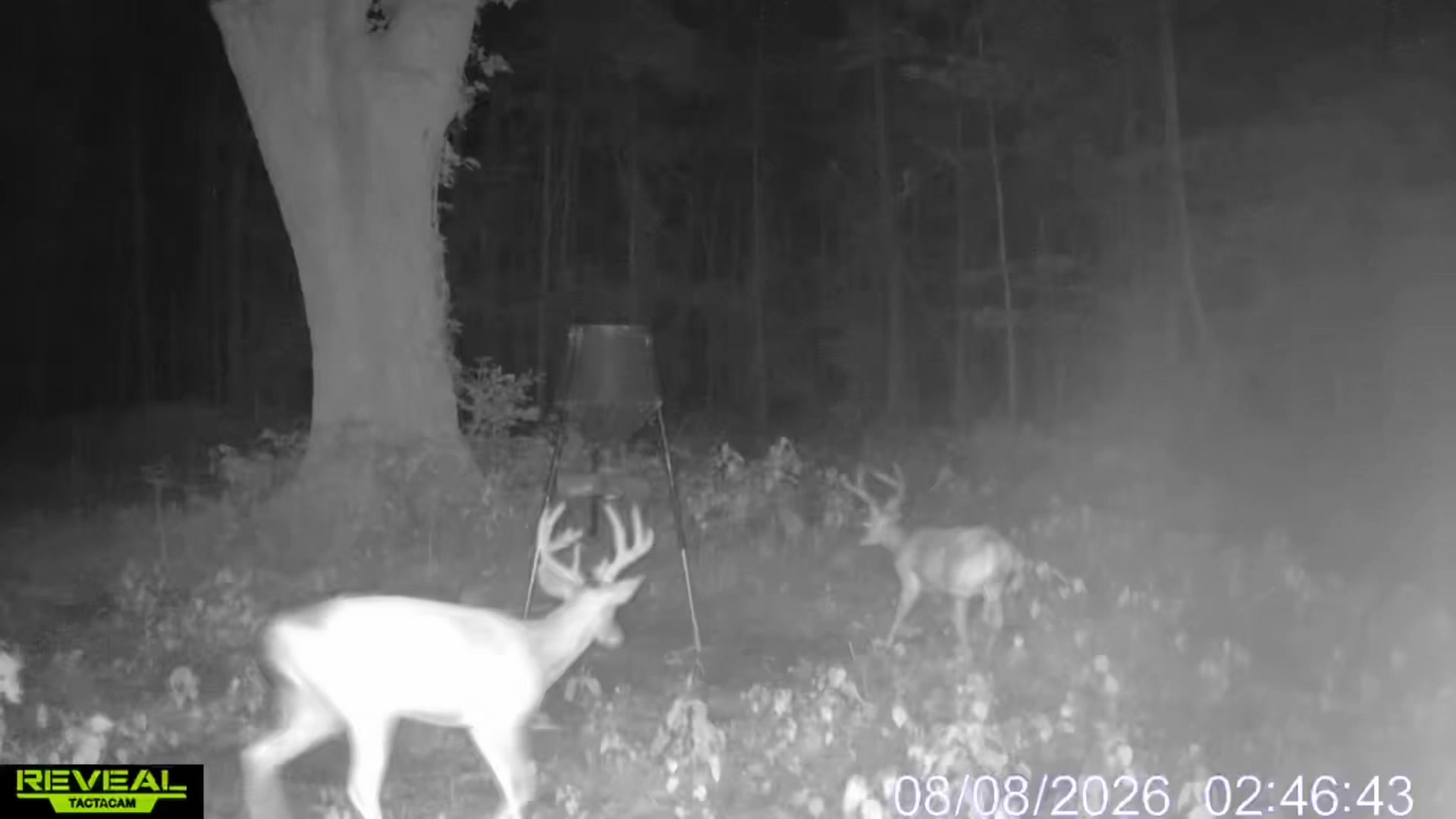 @Toi Batton_GIGI_WTBuckOutdoors