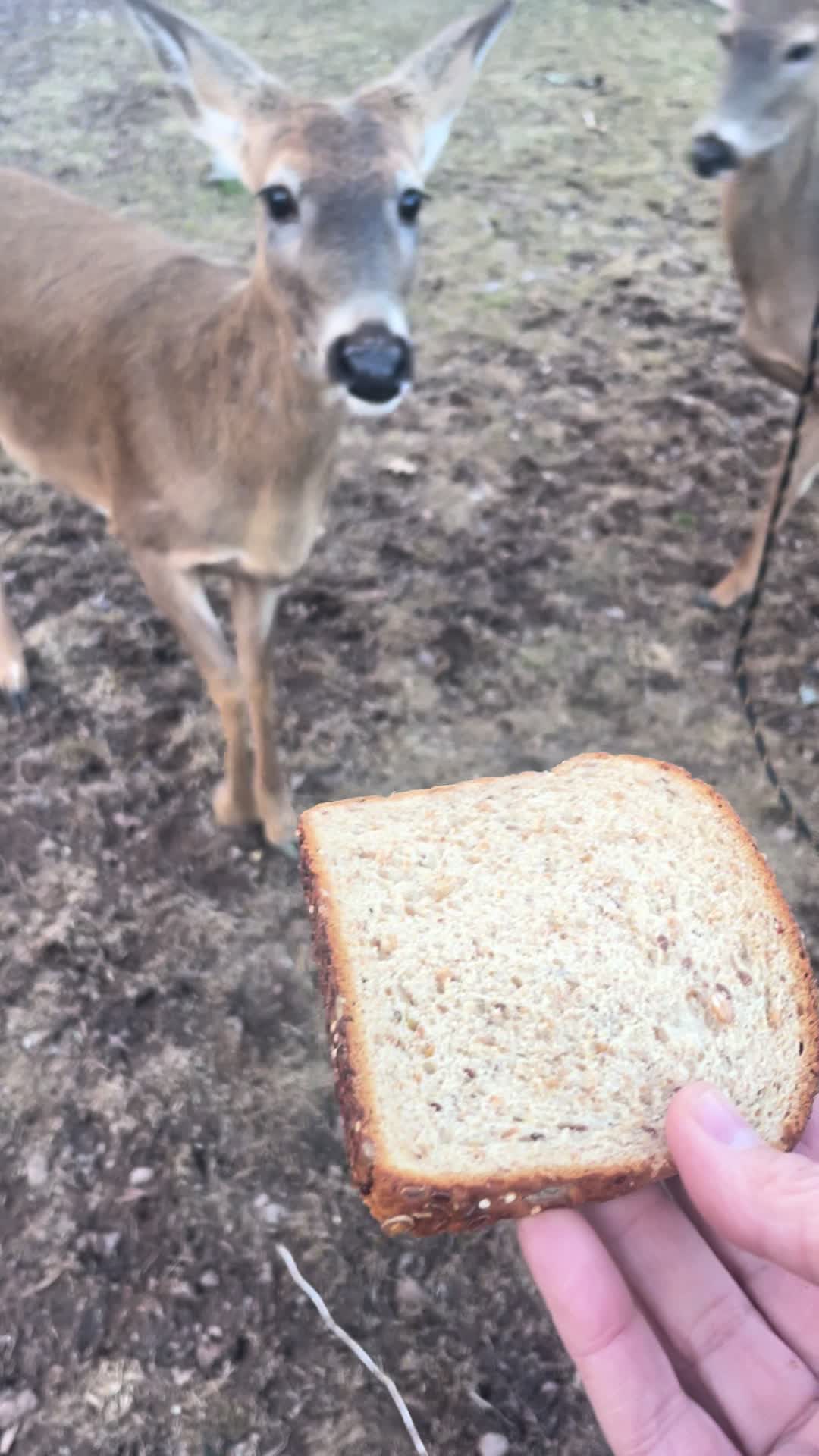 @Anita 🦌🌳