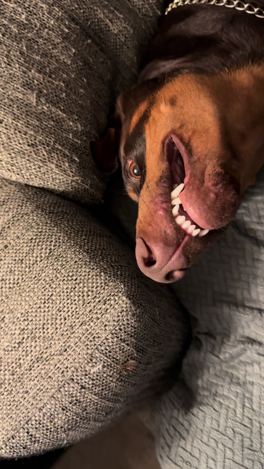 @ShantitheDobie