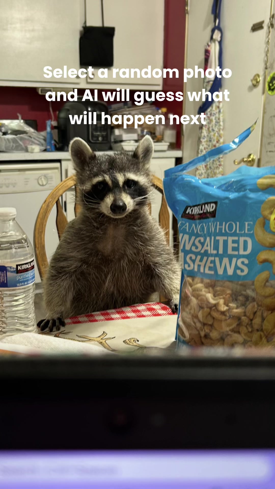@Loki the raccoon