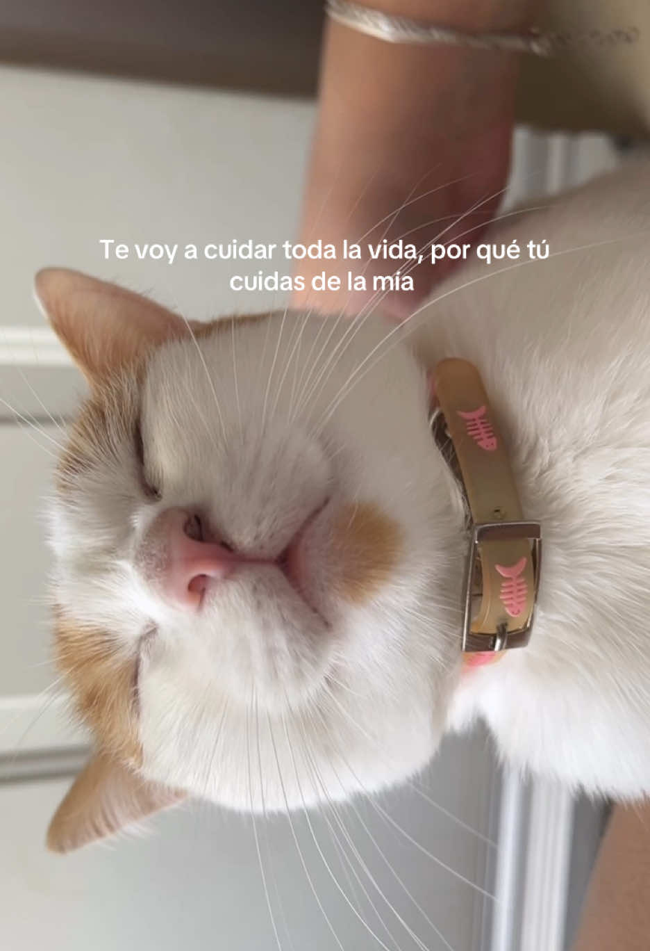 @Samilu Villalobos