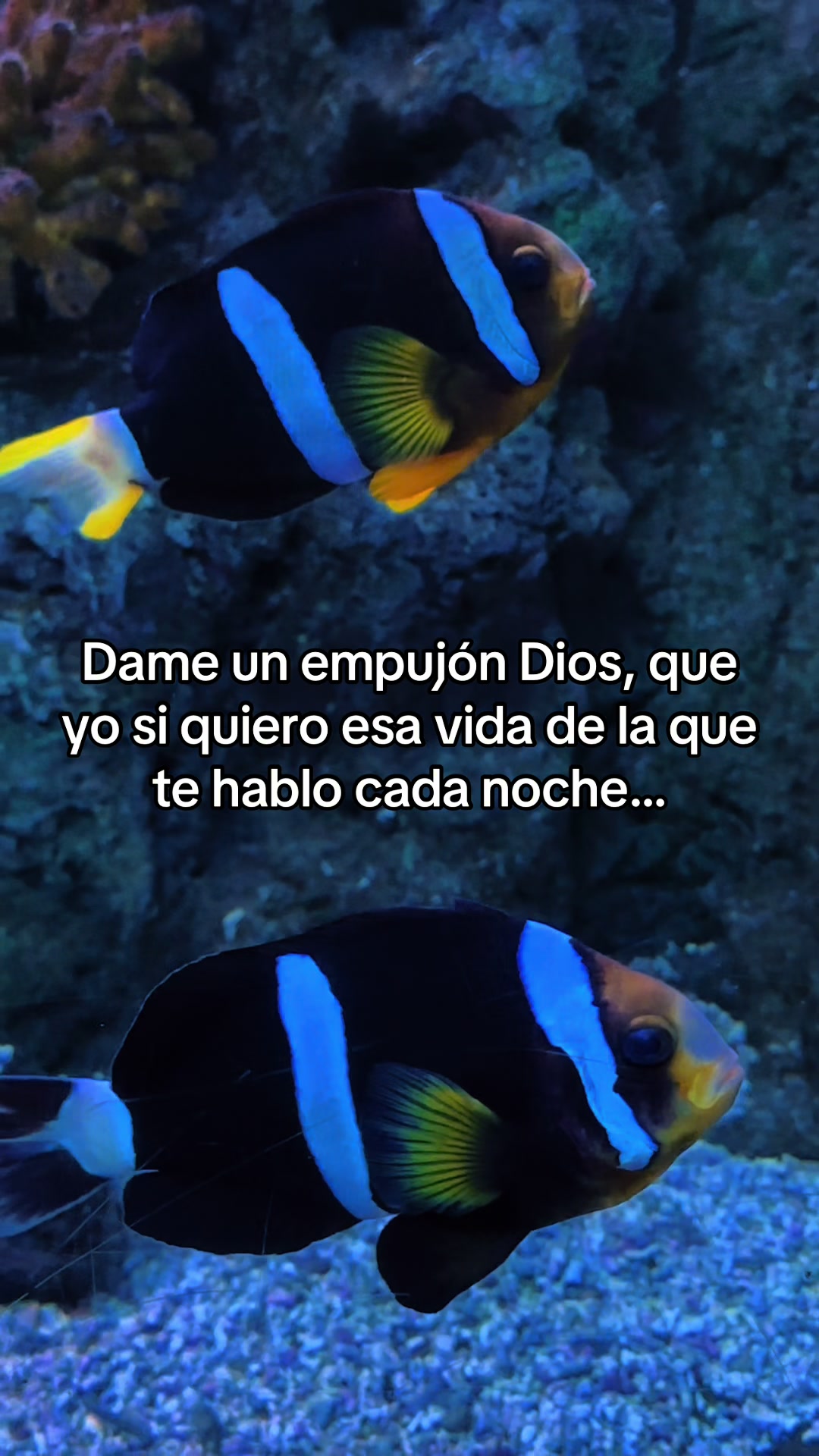 @Ony Velazco