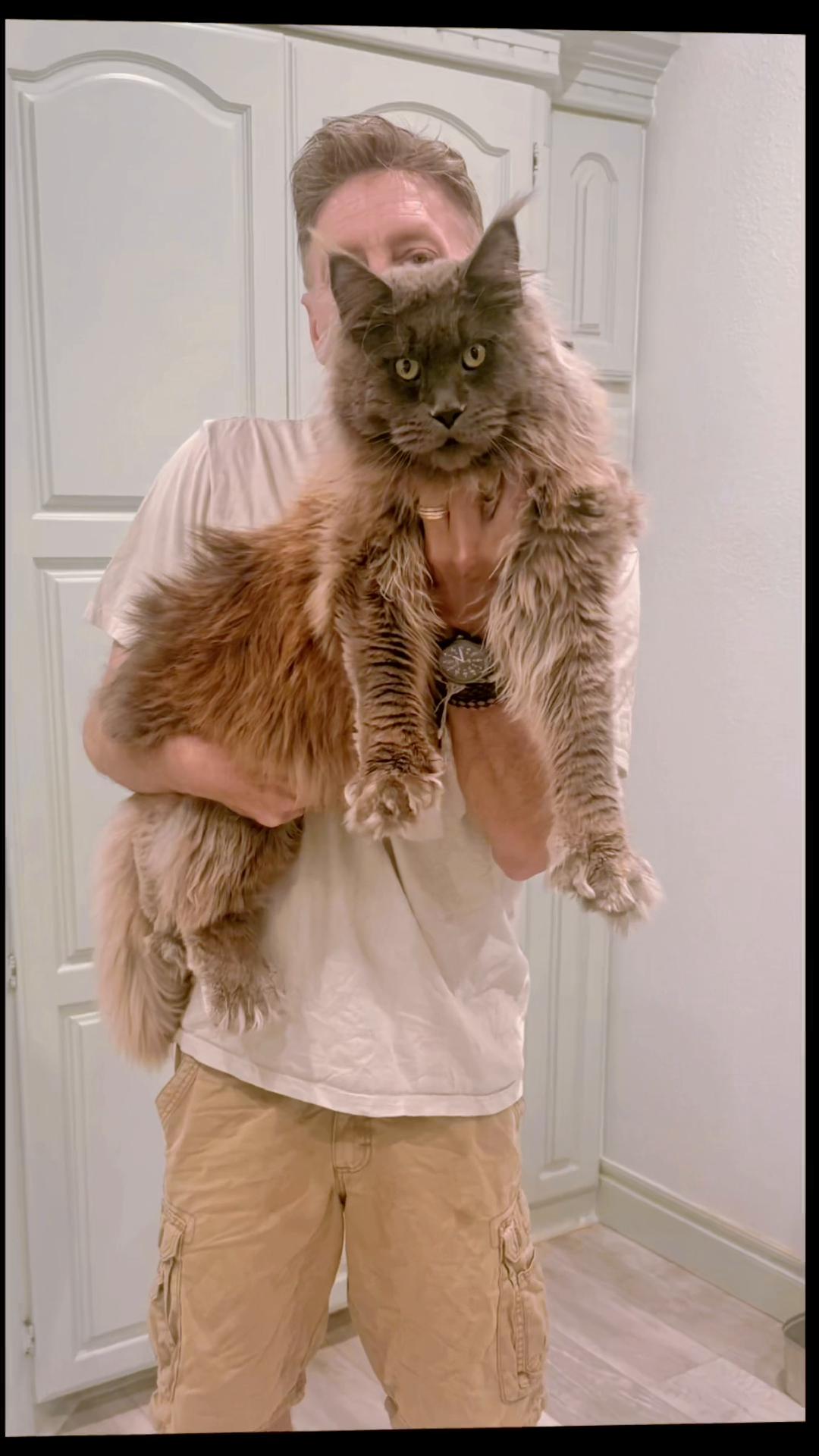 @Bellatrix Maine Coon Cattery