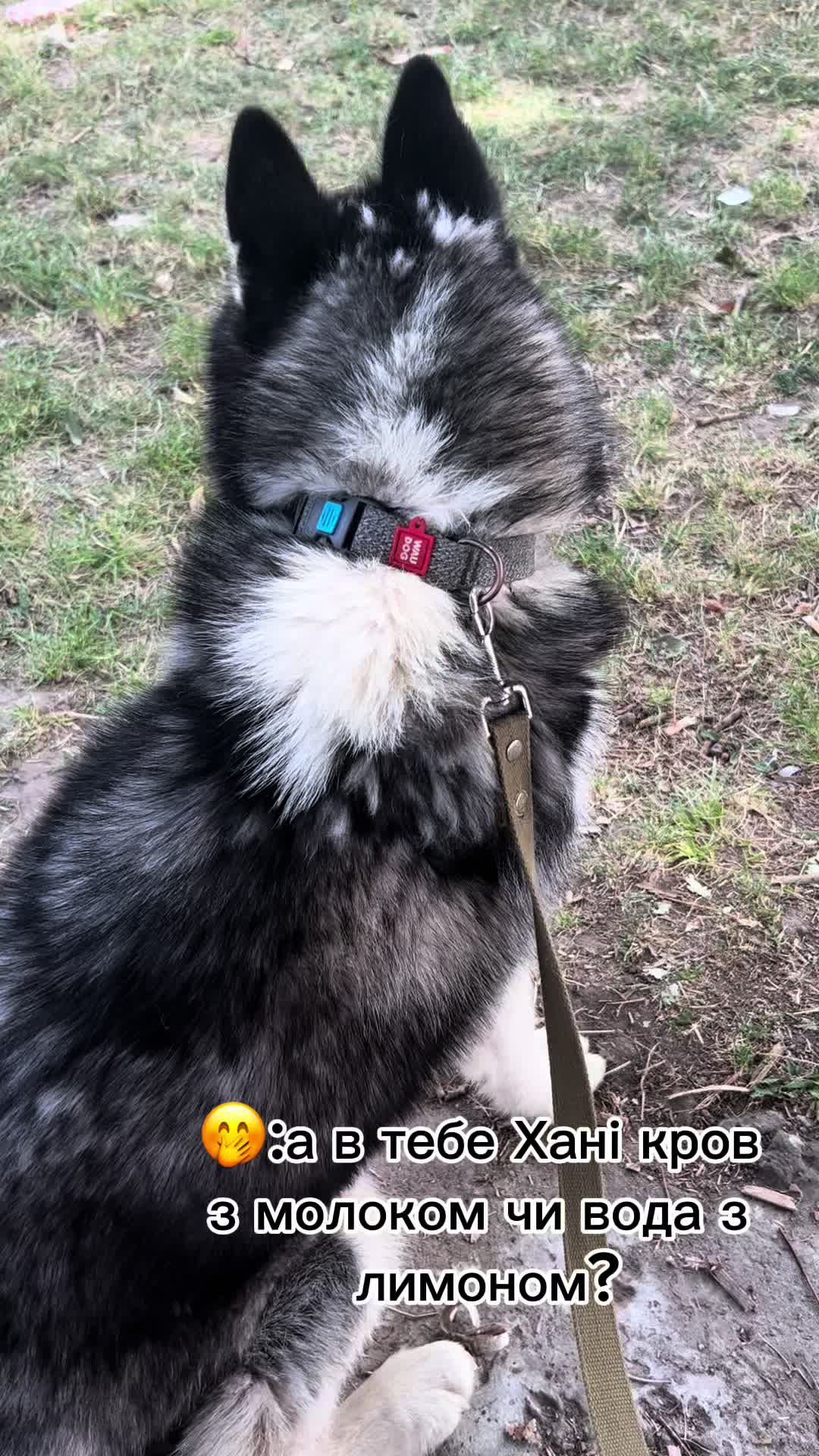 @Той самий Хаскі🐺