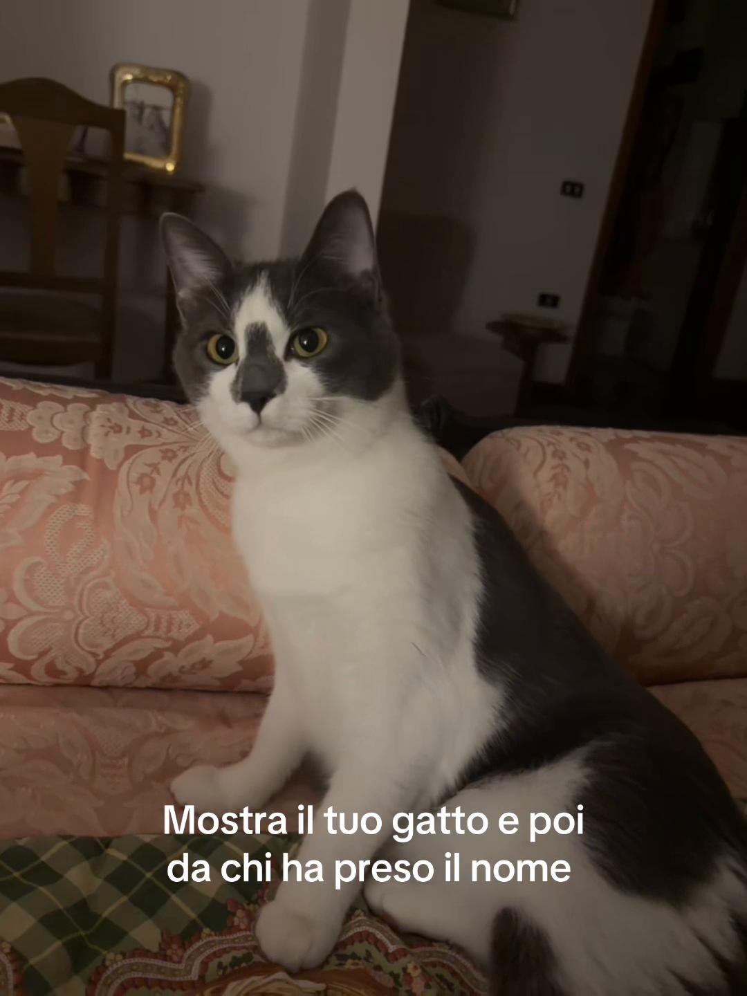 @Andrea DAlonzo58
