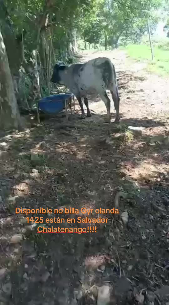 @Rancho Lopez Lopez