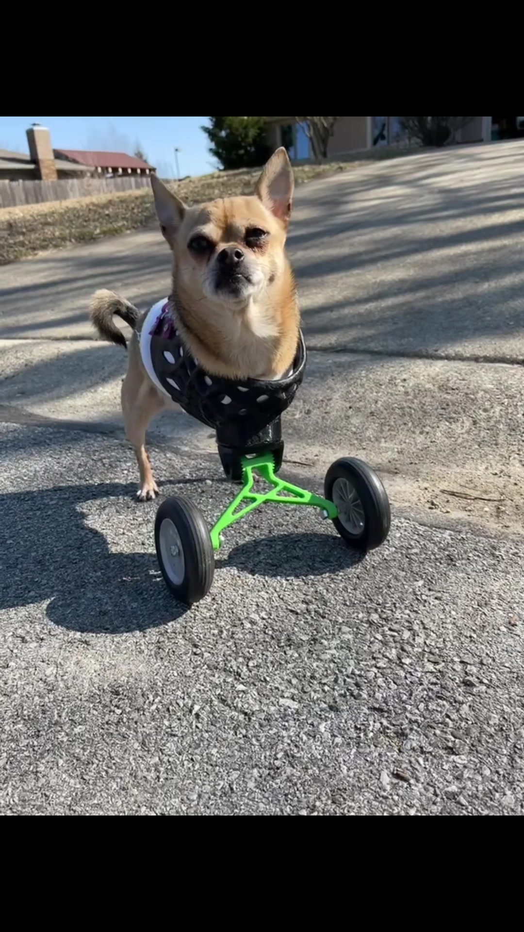 @TurboRoo the 2Legged Chihuahua