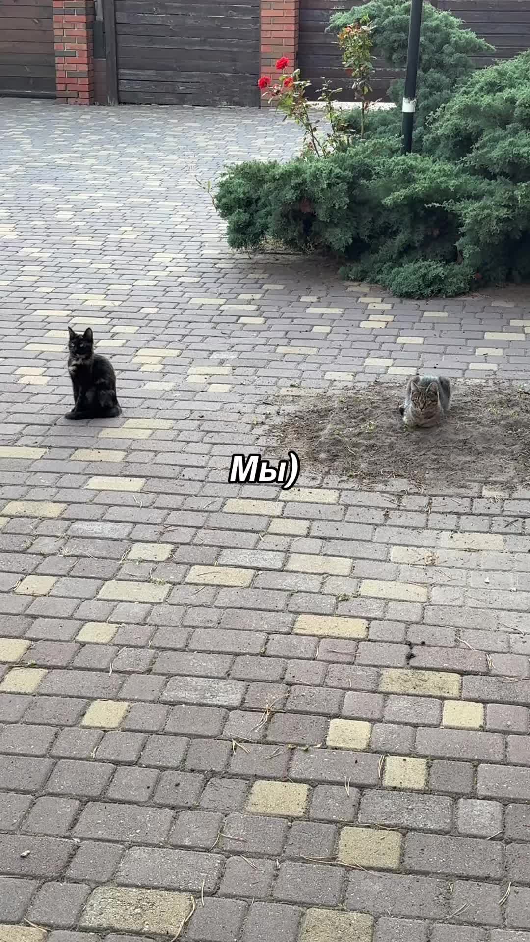 @Си