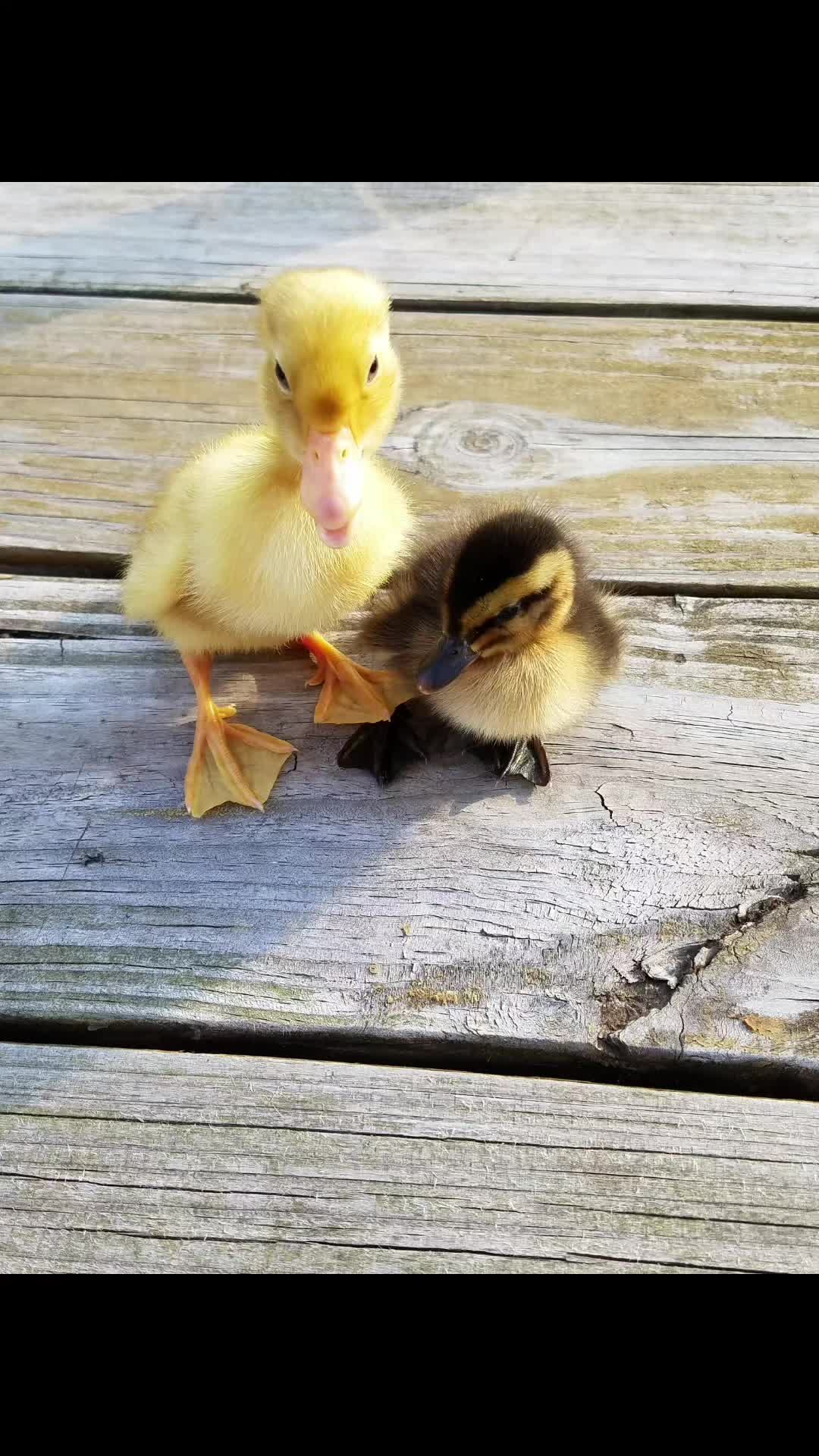 @piglettheduckthat