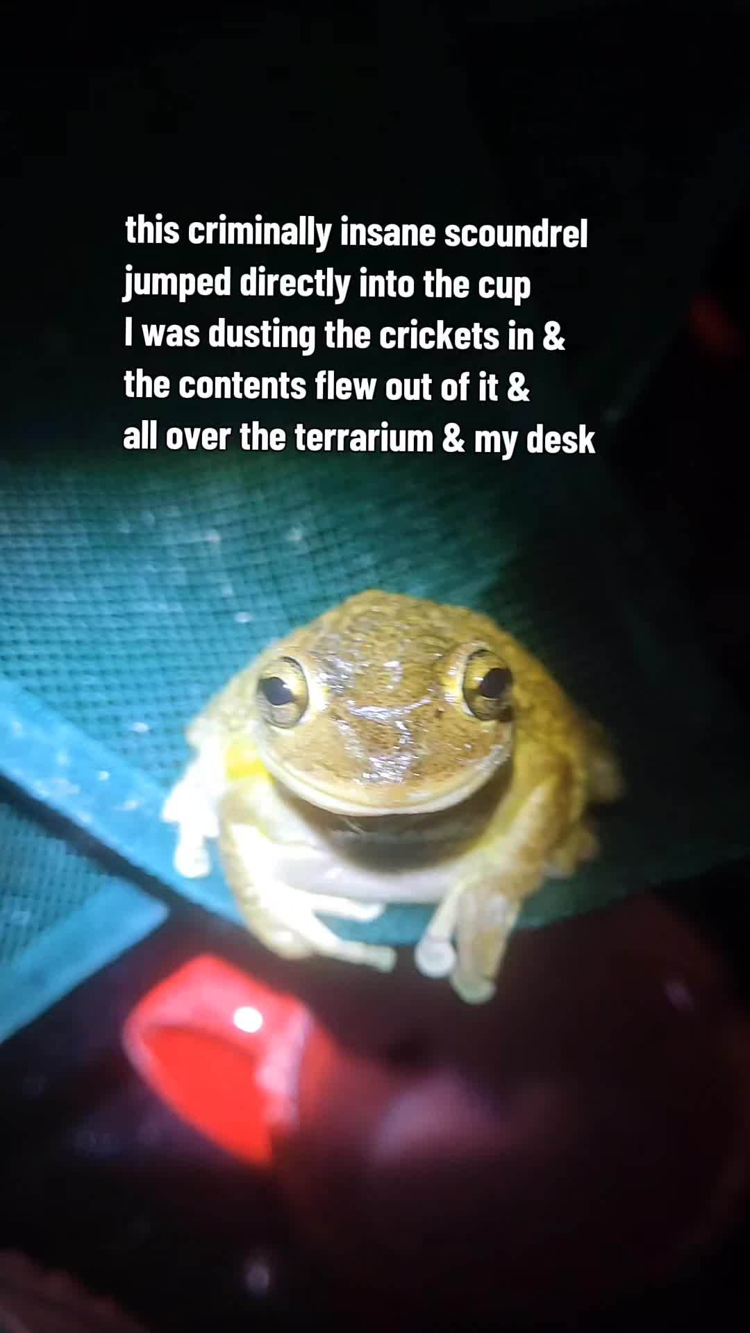 @frogs and autism