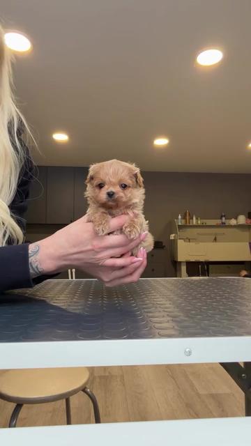 @kate_pomeranianl