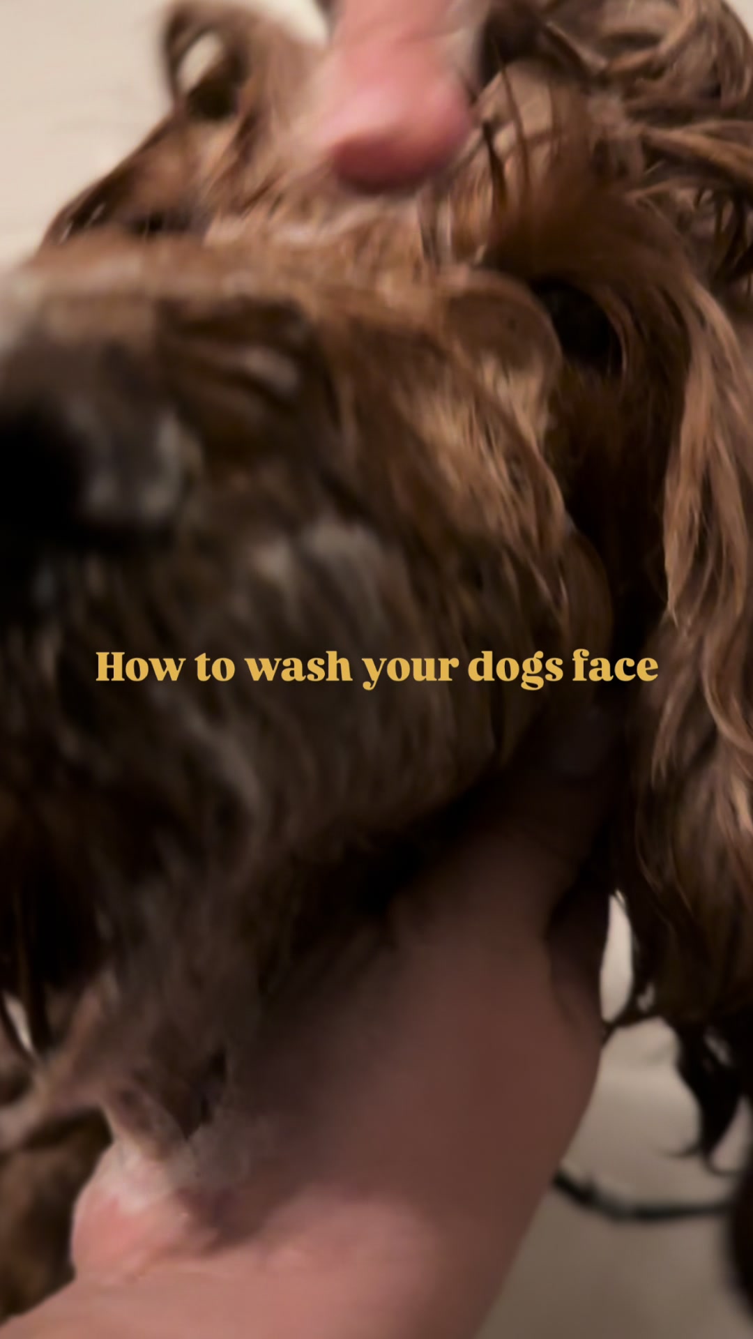 @Pupwell