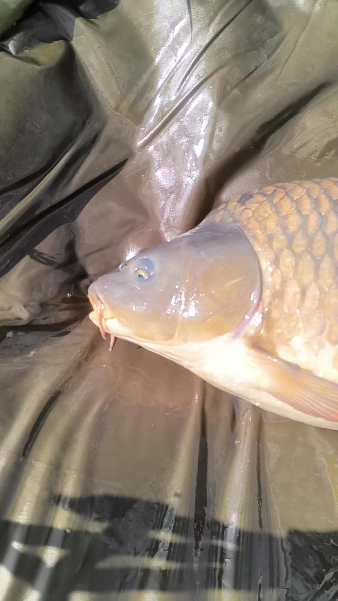 @Jocarpfishing