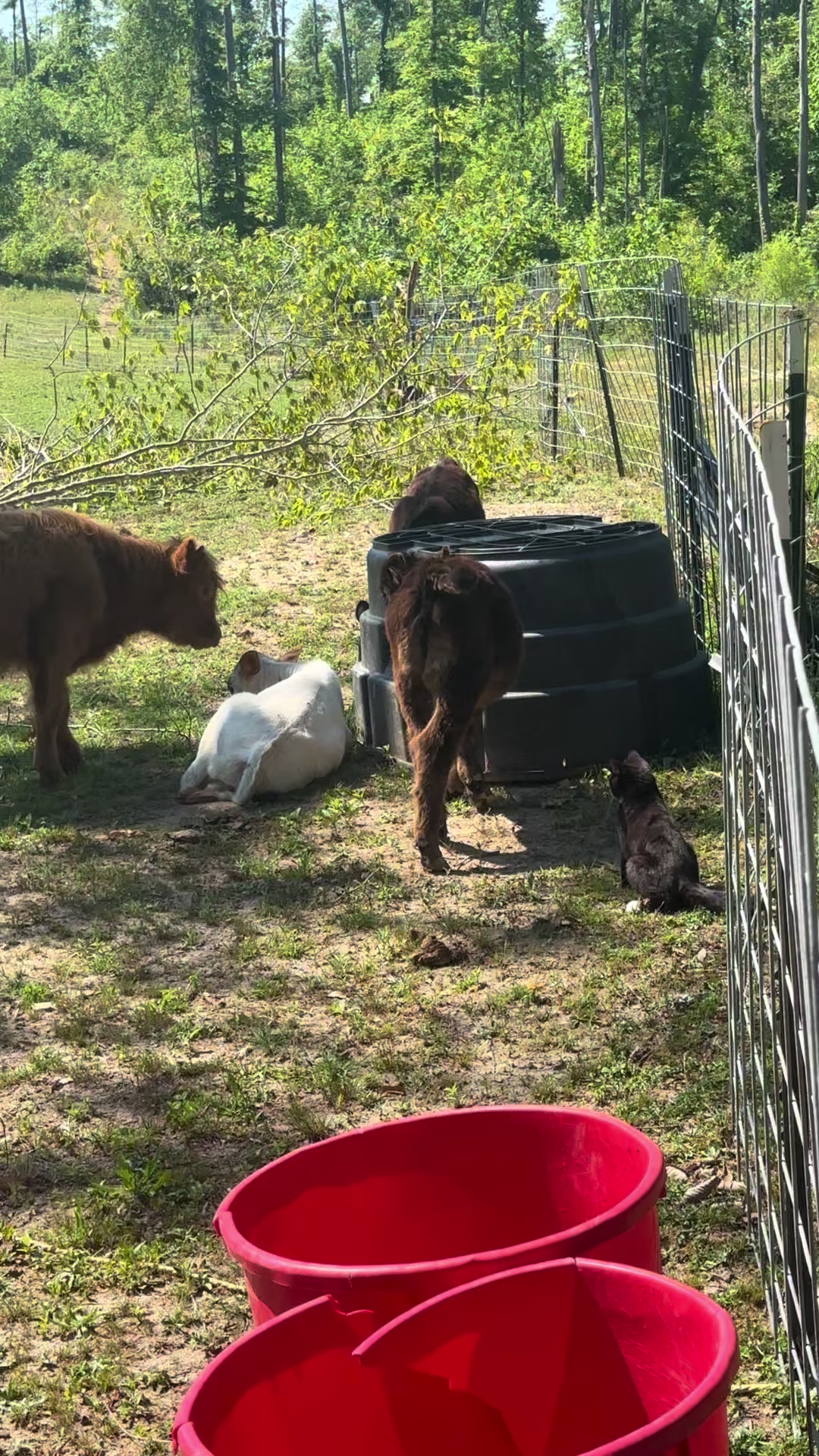 @TennesseeTedMiniFarm