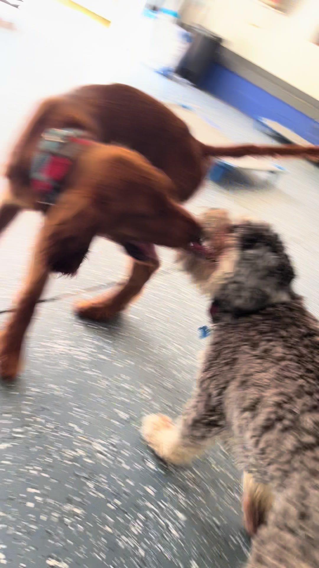 @Jay TheDog Trainer