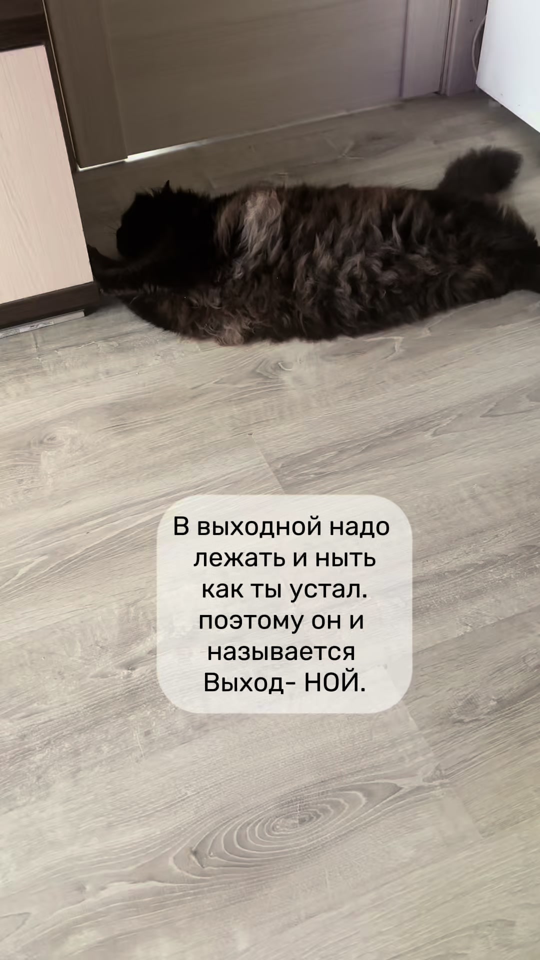 @Хвостатые бандиты🐈⬛🐈