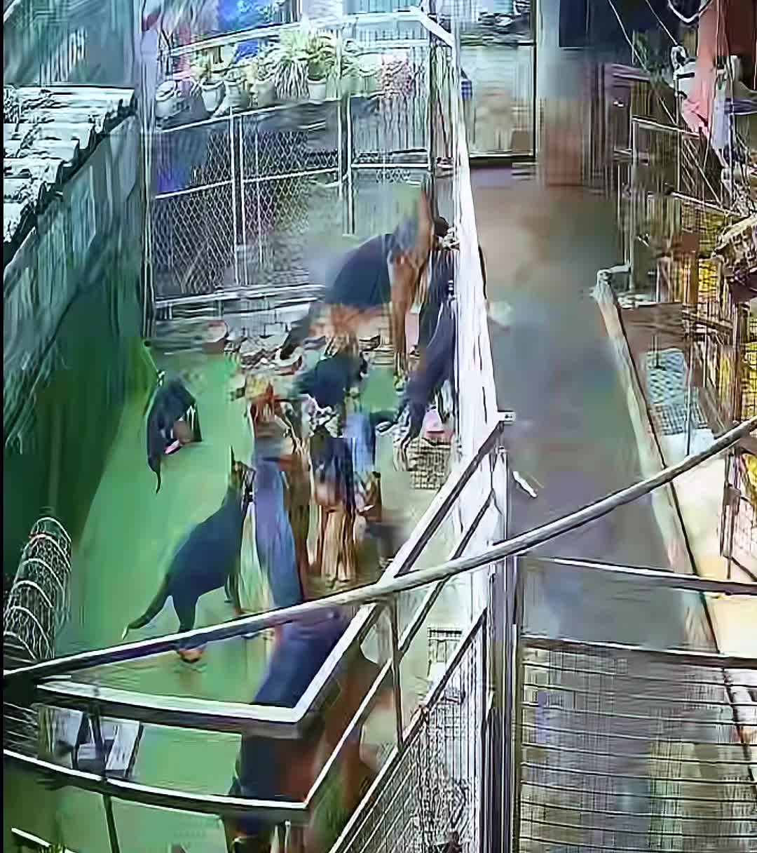 @Trại ch&oacute; Becgie ho&agrave;ng Minh