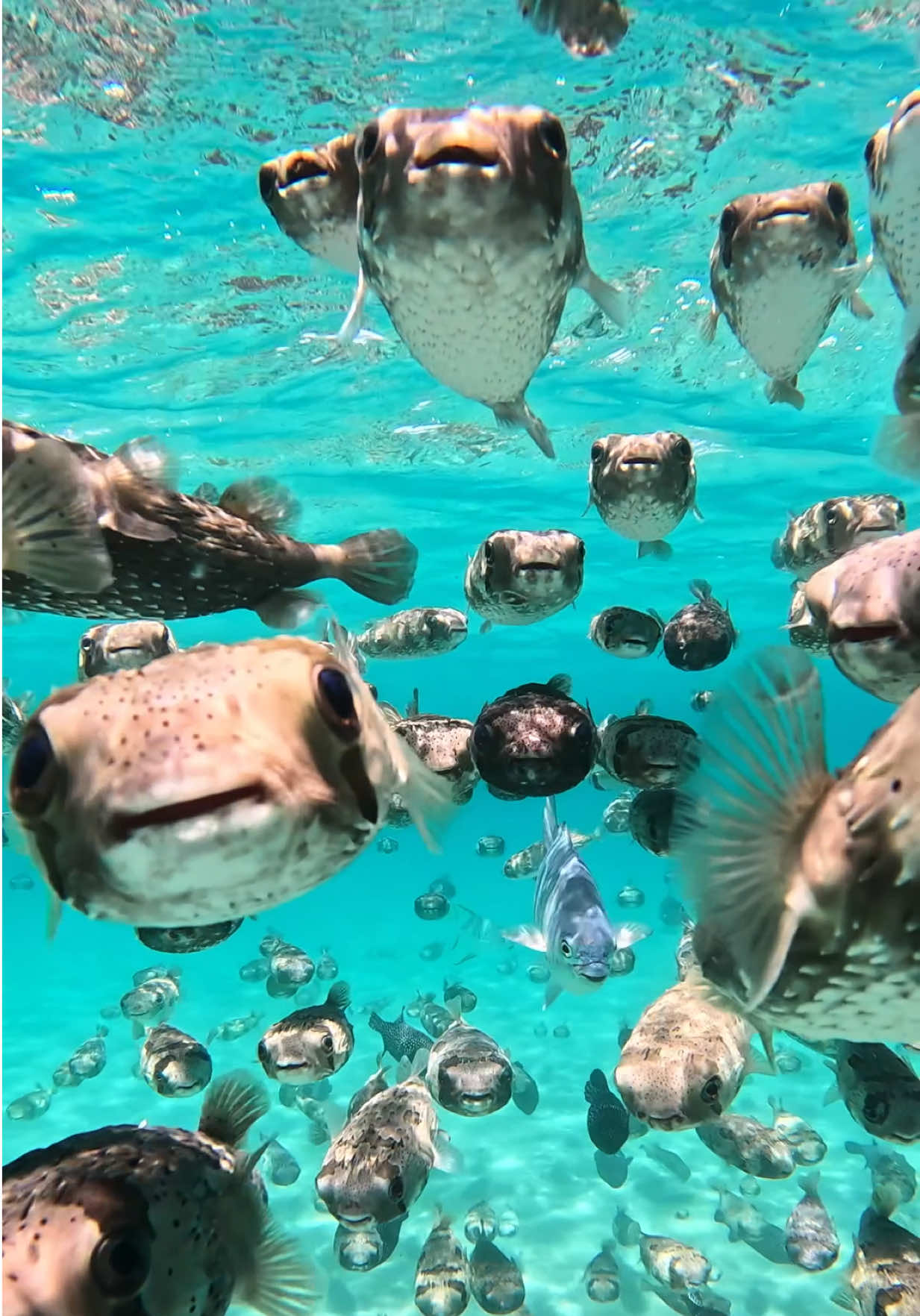 @GoPro