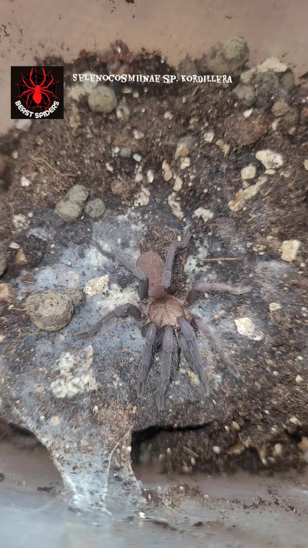 @Beast.spiders