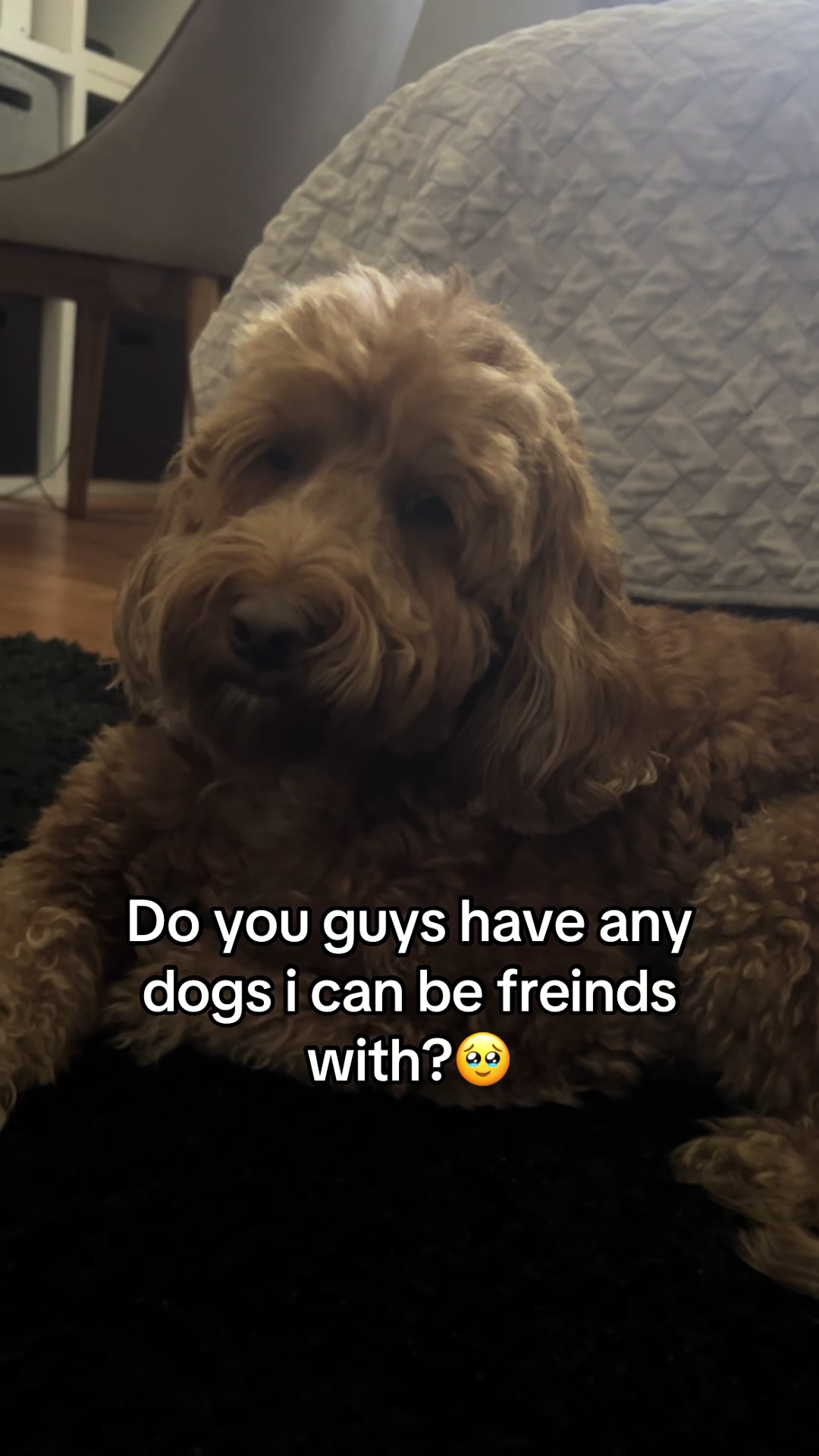 @Goldendoodlelover