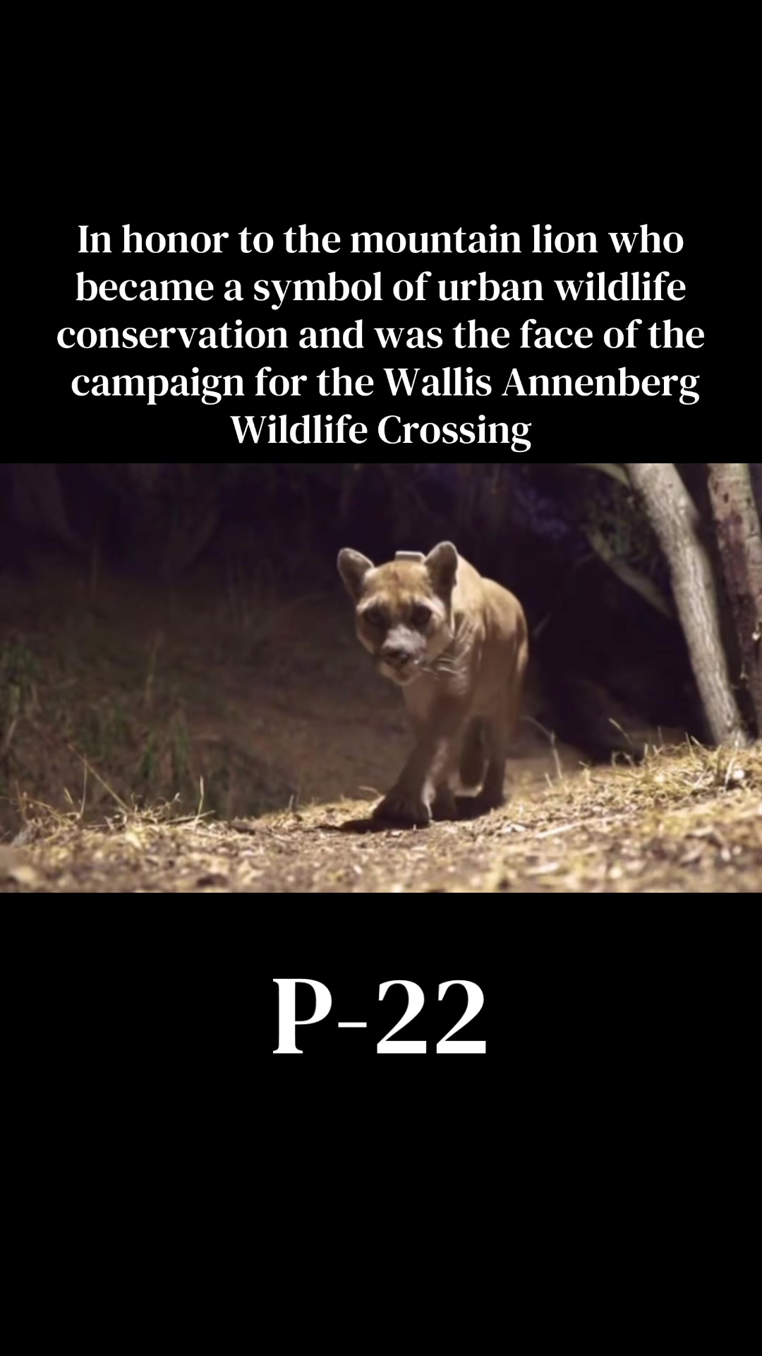 @Soul_searching_for_animals