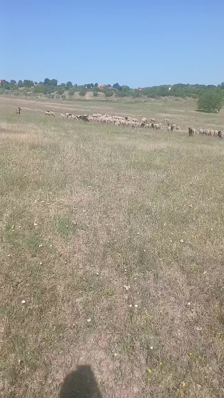 @Amato della vecchia