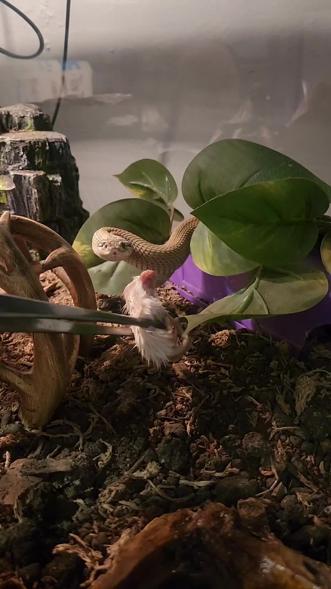 @Ballard&rsquo;s Reptiles