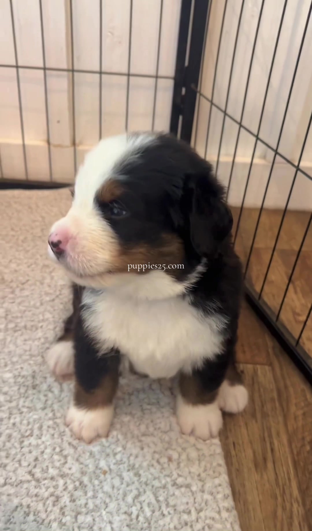 @PUPPIES25•COM