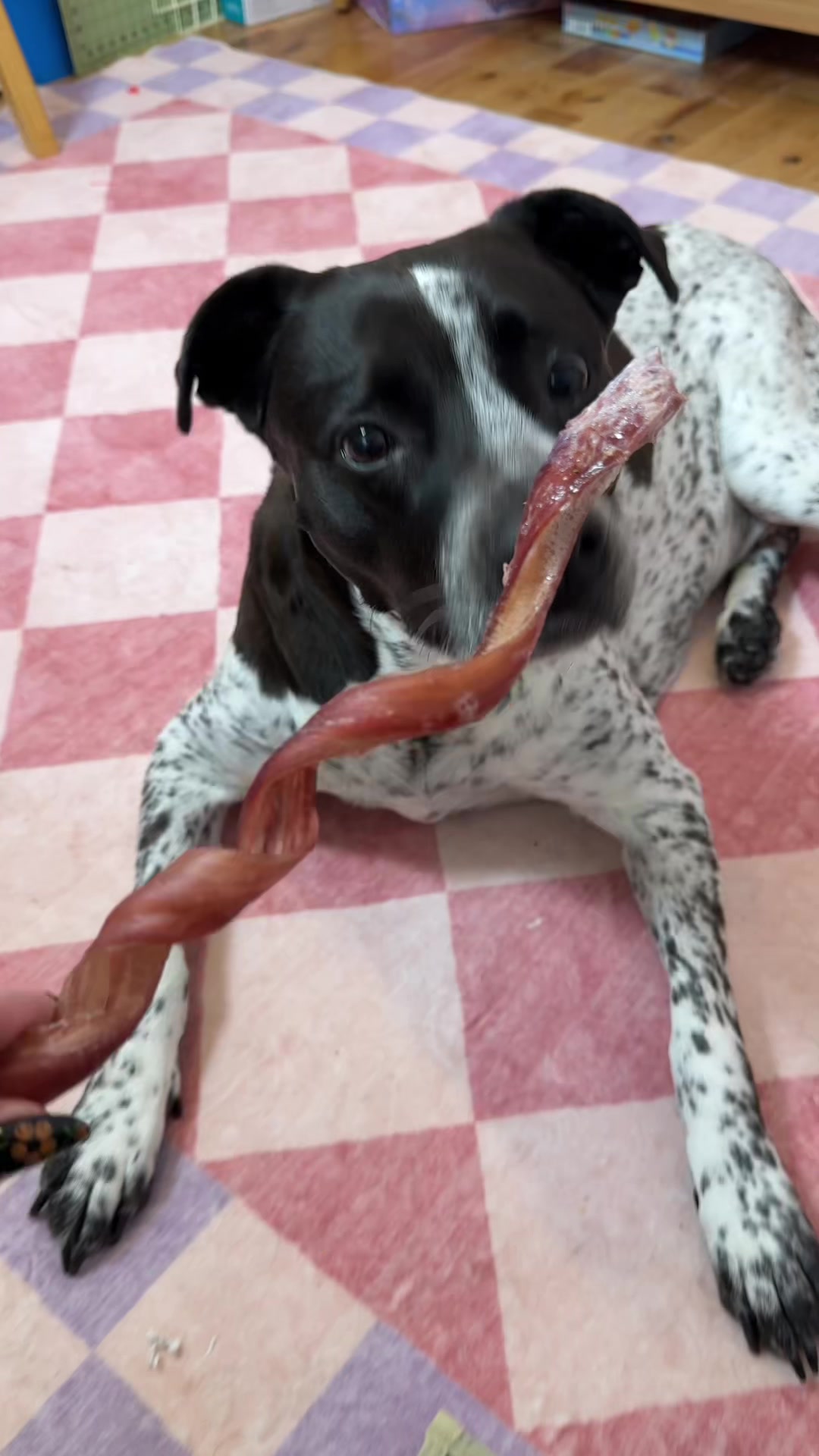 @Chelsea | Dog & Toddler Mom