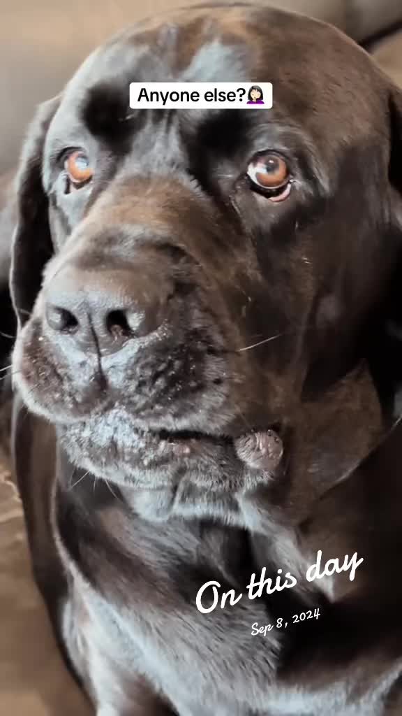 @HankTheTank