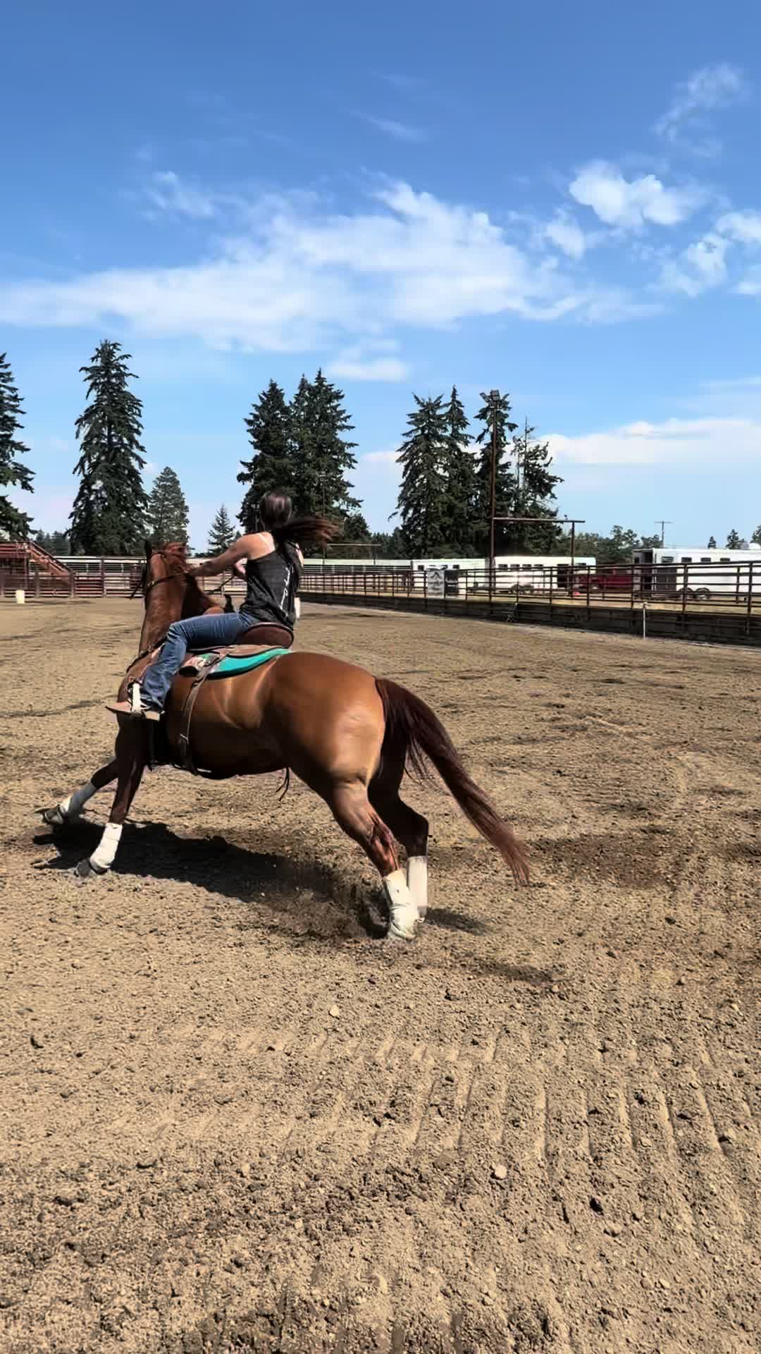 @TF Performance Horses
