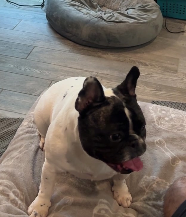 @Luna the Frenchie & Friends